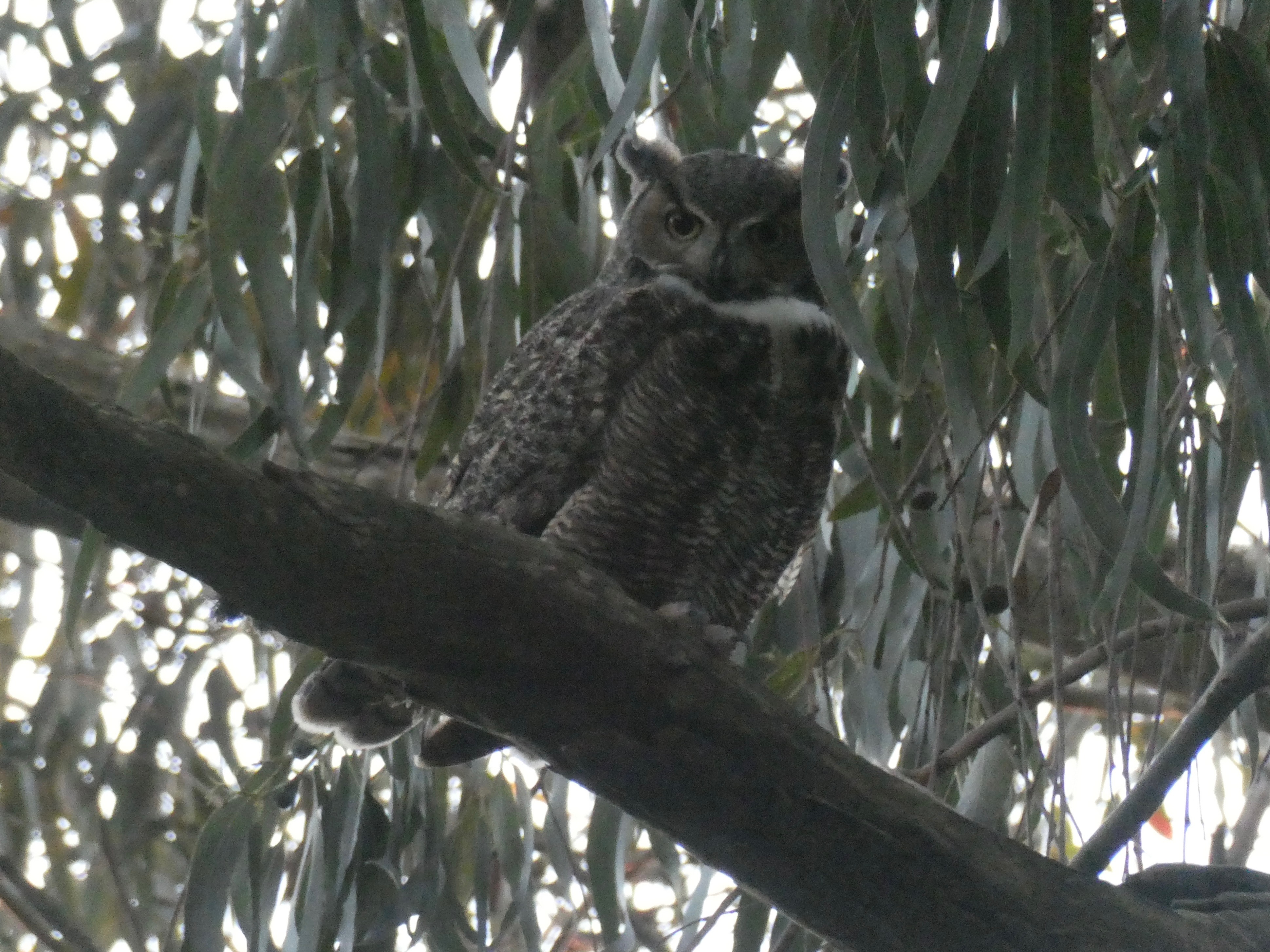 Great horned owl at dusk on branch